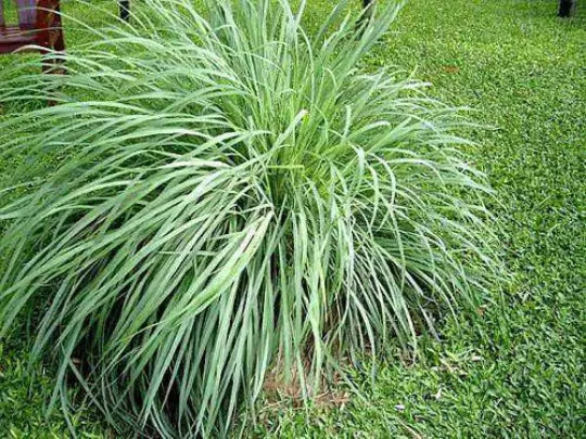Lemongrass Plant Starter - Rooted Perennial Aromatic Culinary Herb Cymbopogon citratus