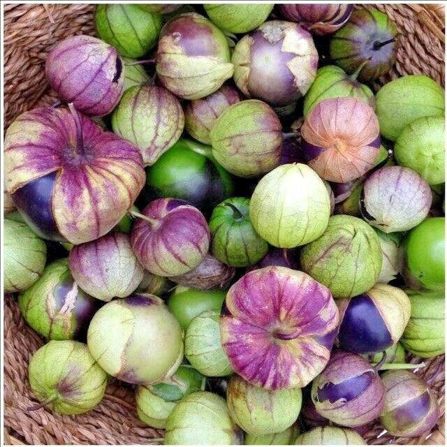 Organic Purple De Milpa Tomatillo Seeds - 51+ High-Quality Physalis ixocarpa for Container Gardening