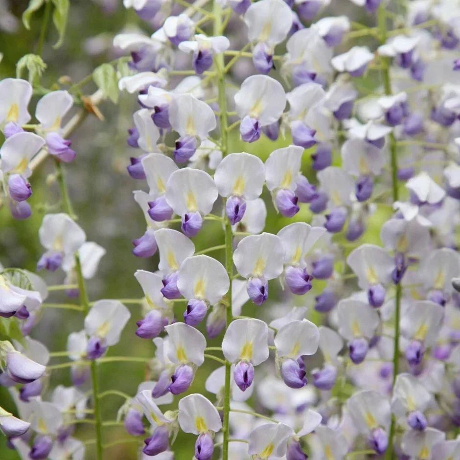 Japanese Wisteria Seeds - 5 Perennial Climbing Vine Seeds - Wisteria floribunda - USA Seller
