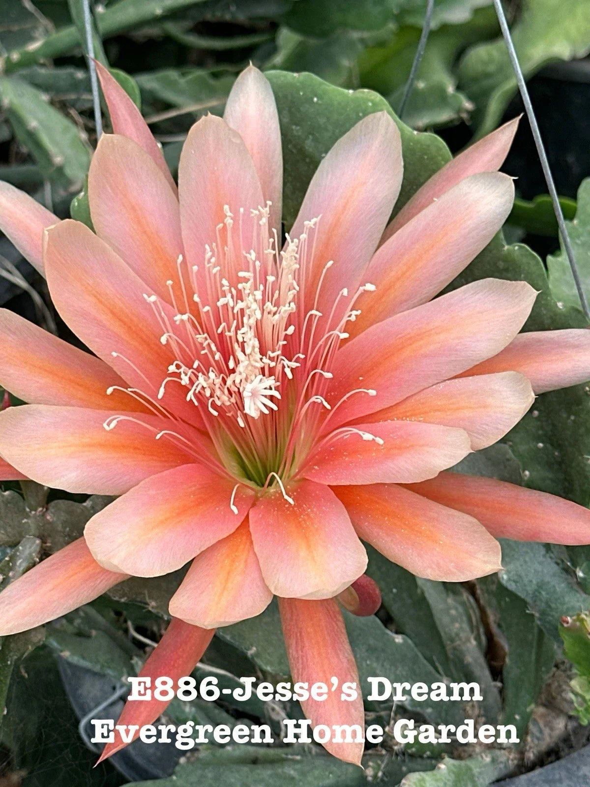 Epiphyllum Orchid Cactus Plant - 4" Starter Pot - Jesse’s Dream - Trailing Epiphyllum spp. Indoor Cactus with Vibrant Blooms