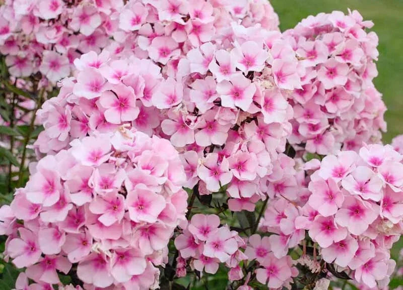 Bright Eyes Phlox Seeds - 100+ Pink with White Center Perennial Flower Seeds for Garden Planting - Phlox paniculata