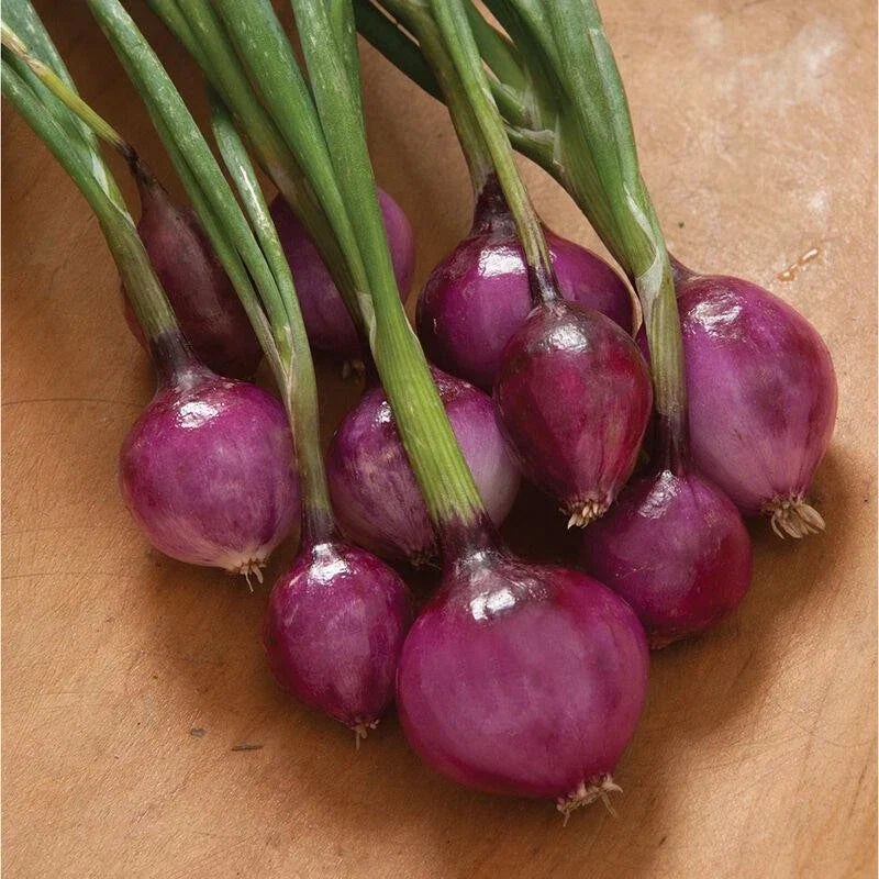 Purplette Onion Seed - Non-GMO Specialty Onion Variety - Allium cepa
