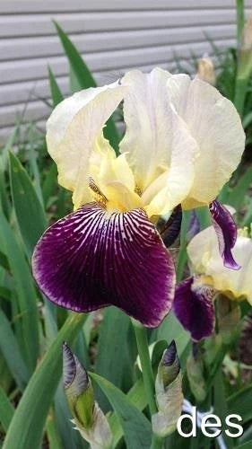 Tall Bearded Iris Plants – Ruffled Purple and Yellow Blooms – 3 Live Iris germanica Perennials for Garden Beds
