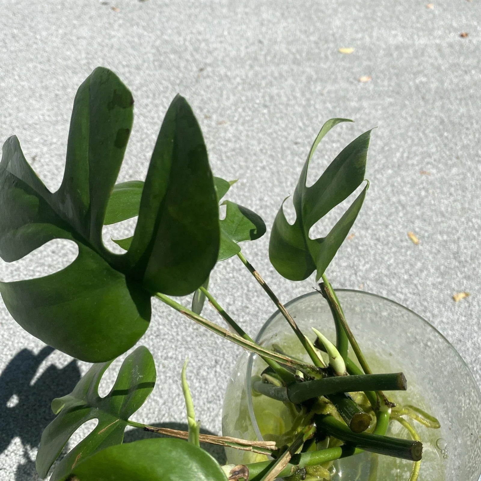Mini Monstera Minima Live Plants - Rooted Cuttings with New Shoots, Monstera adansonii, Indoor Decor, Tropical Plant