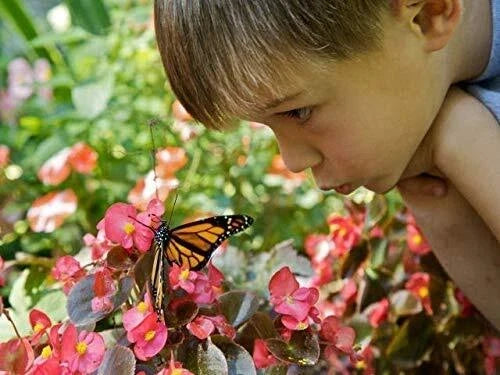 Outdoor STEM Kit - Wildflower Seeds for Pollinators, Hummingbirds & Monarch Butterflies, Perennial Wildflowers Seed Packet