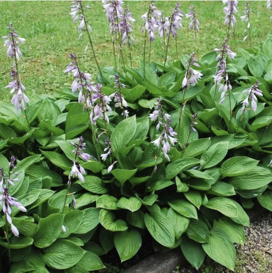 Hosta Elegans Live Plants - 4 Roots - Metallic Blue-Green Foliage - Shade Garden Perennial - Hosta sieboldiana