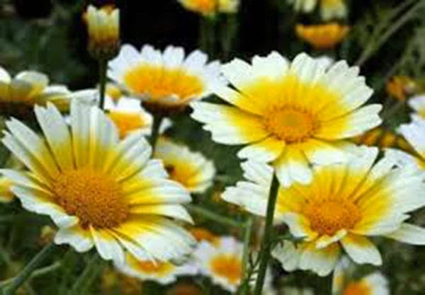 Garland Daisy Seeds Pack - Bright Yellow Flowers - Argyranthemum frutescens - Annual, Full Sun, Drought-Resistant