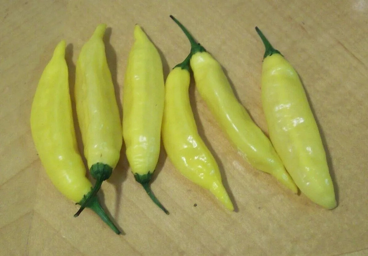 Hot Lemon Pepper Seeds - 30+ Aji Limon Variety | Capsicum baccatum Vegetable Garden Seeds