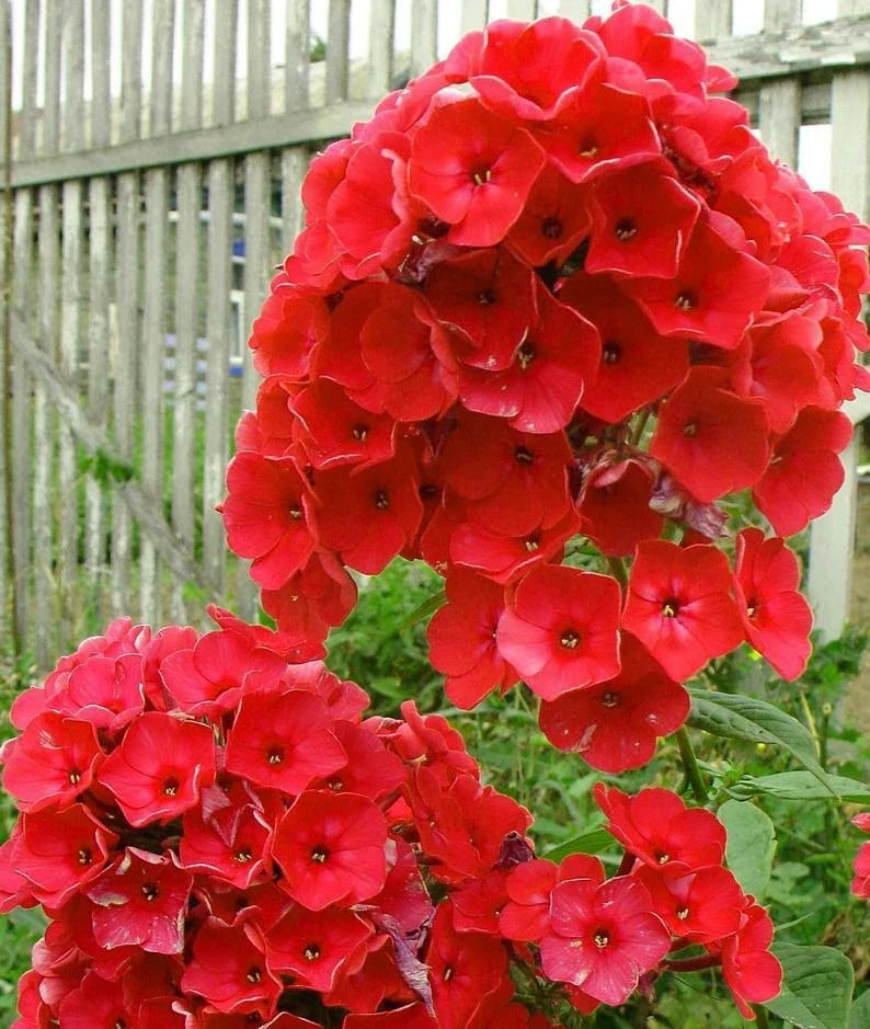 Bright Red Phlox Seeds - Perennial Flower Seeds for Butterfly Gardens - Phlox paniculata - USA Seller