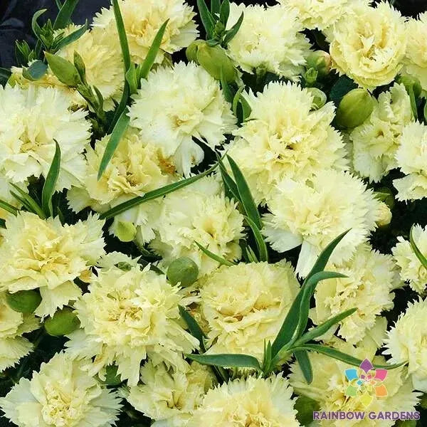 Marie Chabaud Carnation Seeds - 200+ Pack for Garden Planting - Dianthus caryophyllus, Fringed Blooms, Easy to Grow
