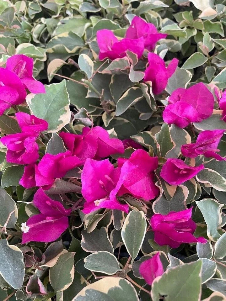 Claret Red Variegated Bougainvillea Starter Plant - Well Rooted Plug, Bougainvillea spectabilis, Drought Tolerant, Garden & Patio