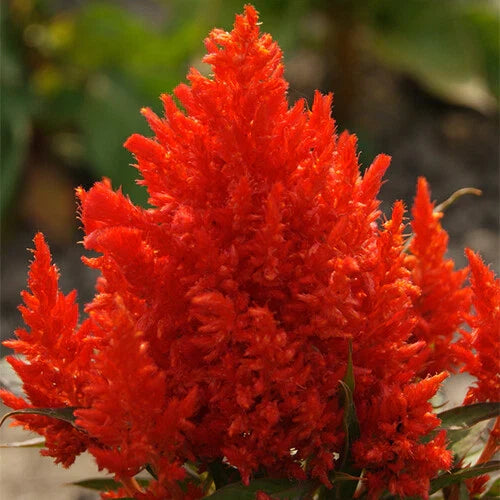 Scarlet Plume Celosia Seeds - Non-GMO Vibrant Red Celosia Argentea