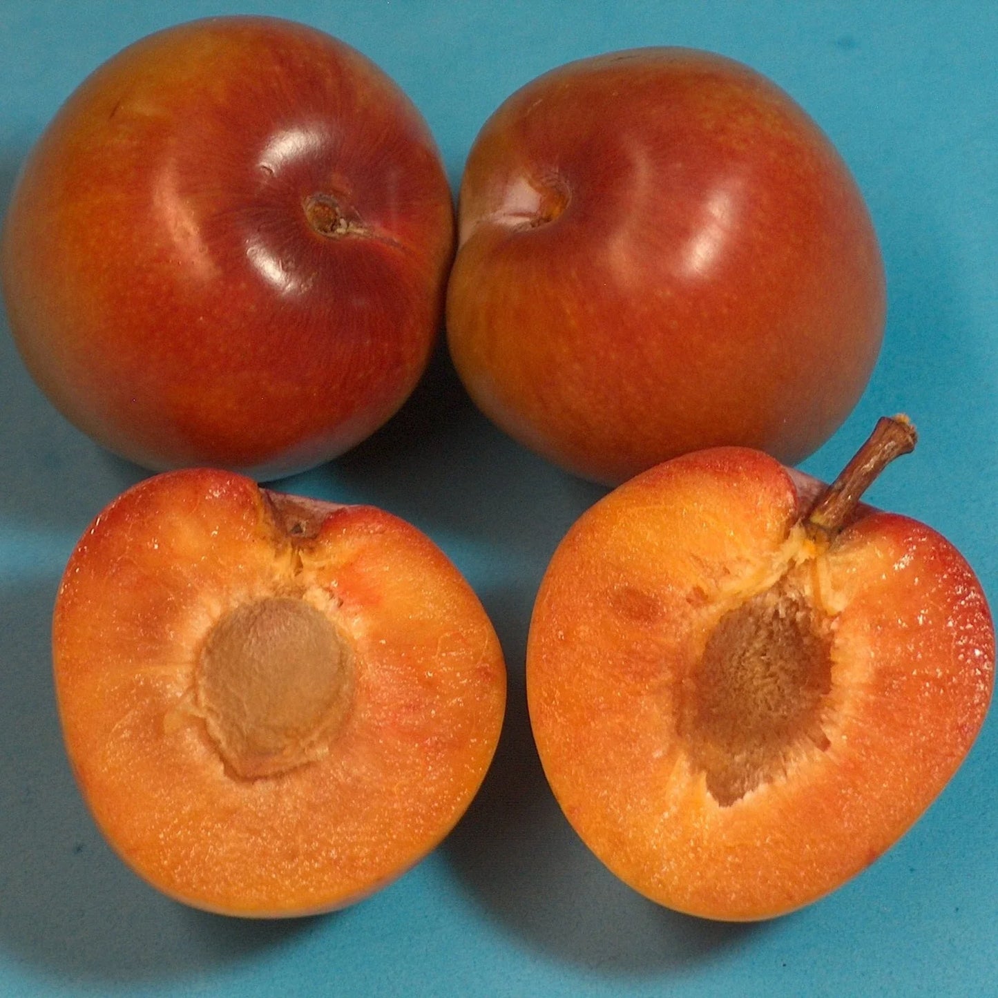 Elephant Heart Plum Tree Grafting Scionwood – 4" Prunus domestica Fruit Tree Cutting