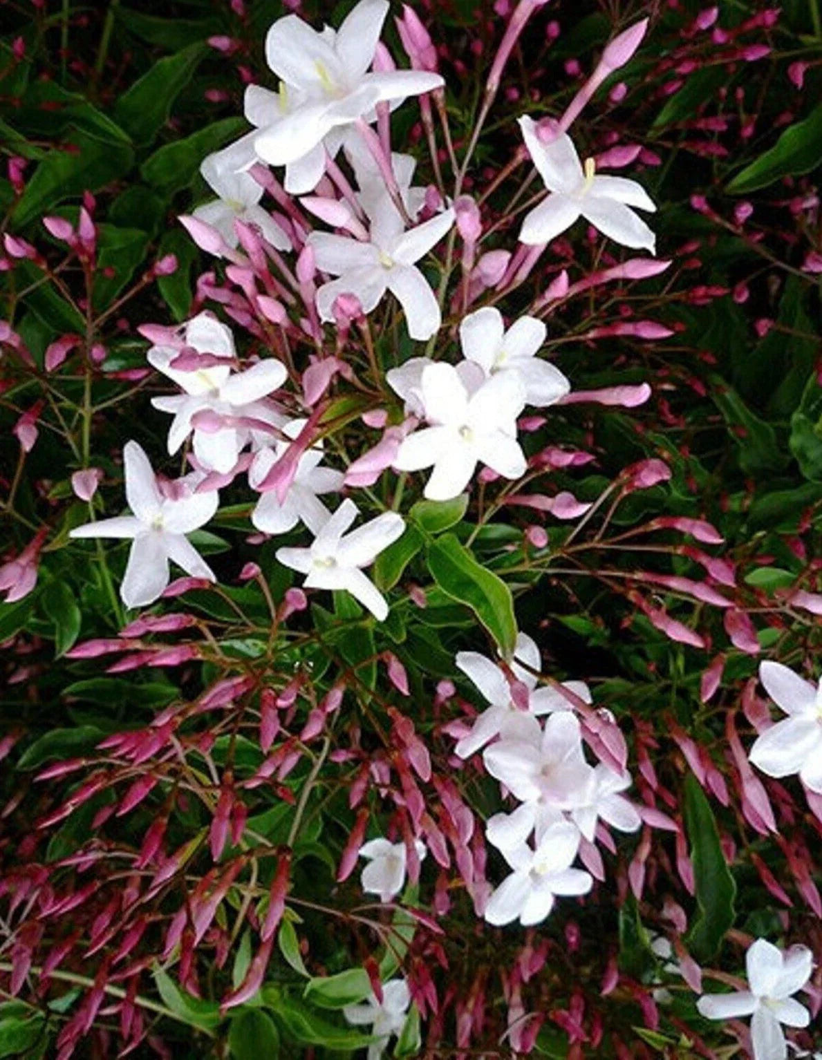 Star Jasmine Cuttings 10 Pack - Pink Polyanthum 12" Each | Trachelospermum jasminoides