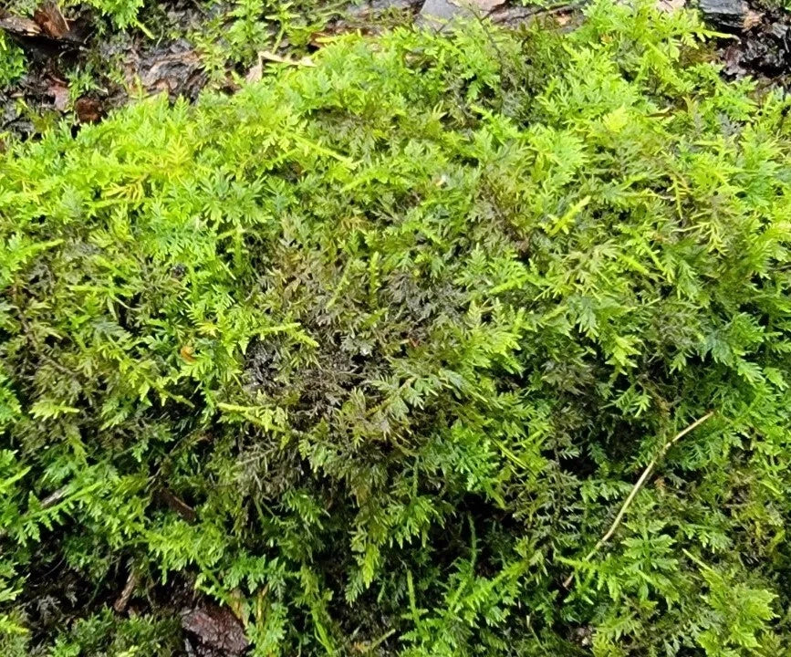 Feather Moss Terrarium 6"x9" Live Organic Hypnum cupressiforme for Fairy Gardens & Terrariums