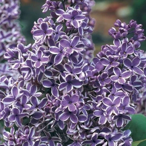 Purple White Lilac Seeds - Fragrant Hardy Perennial Syringa vulgaris - 25 Pack for Garden, Borders & Cut Flowers