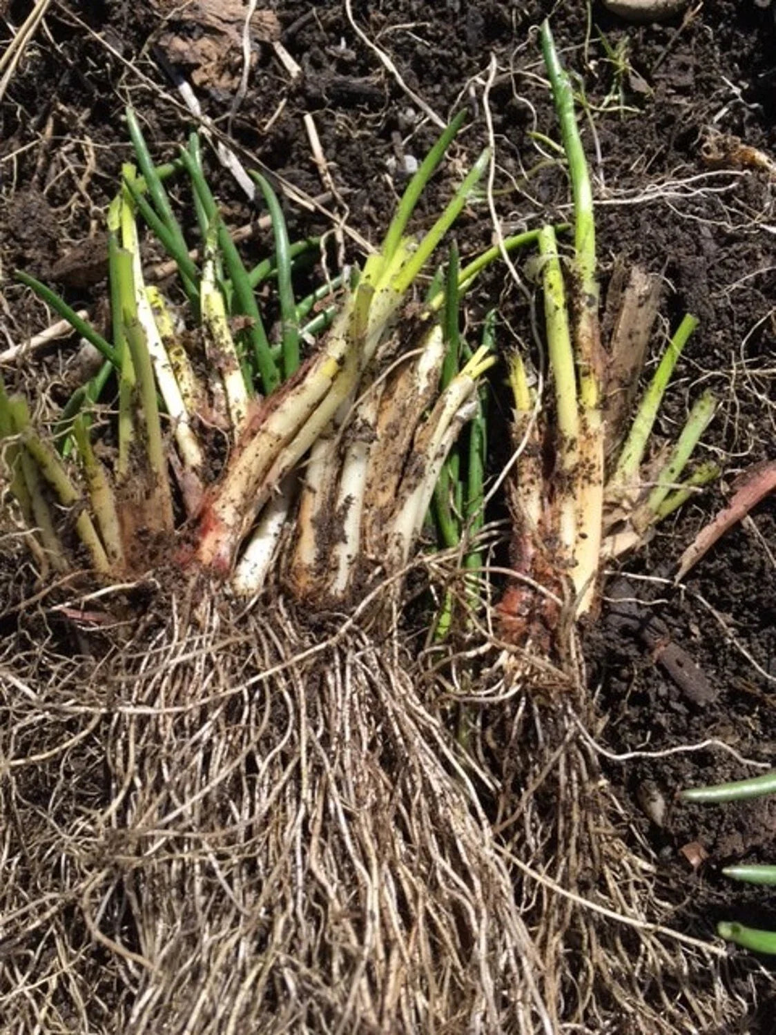 Organic Chives Bulbs Allium schoenoprasum - Purple Flower Herb, Deer Resistant, Edible & Ornamental, Vermont Grown