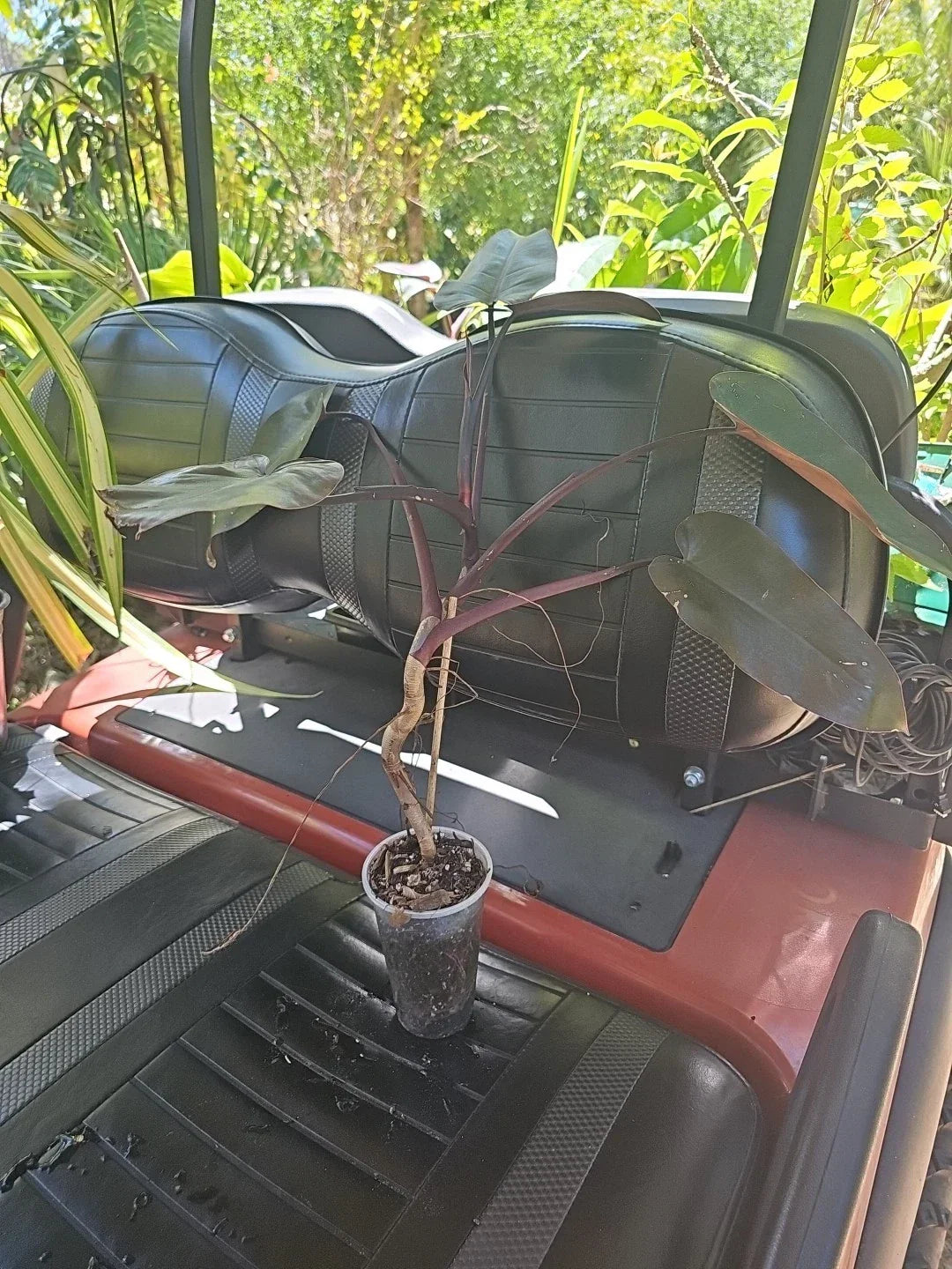 XL Rare Philodendron Black Majesty Plant - Fully Rooted Indoor Plant with Dark Burgundy Leaves