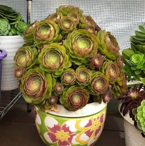 Aeonium Halloween Cuttings - Olive Green & Mahogany Variegated Succulent for Indoor & Outdoor Gardens