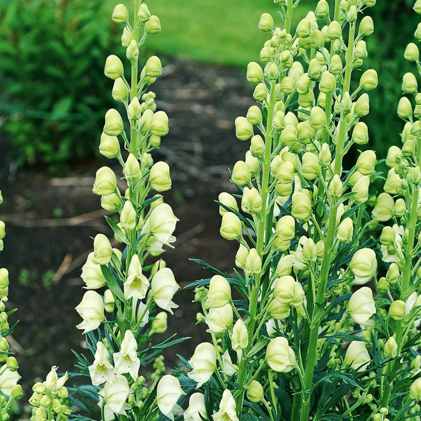 Bearded Monkshood Seeds - Organic Aconitum barnatum Perennial Blue Flowering Plant - 5 Pack