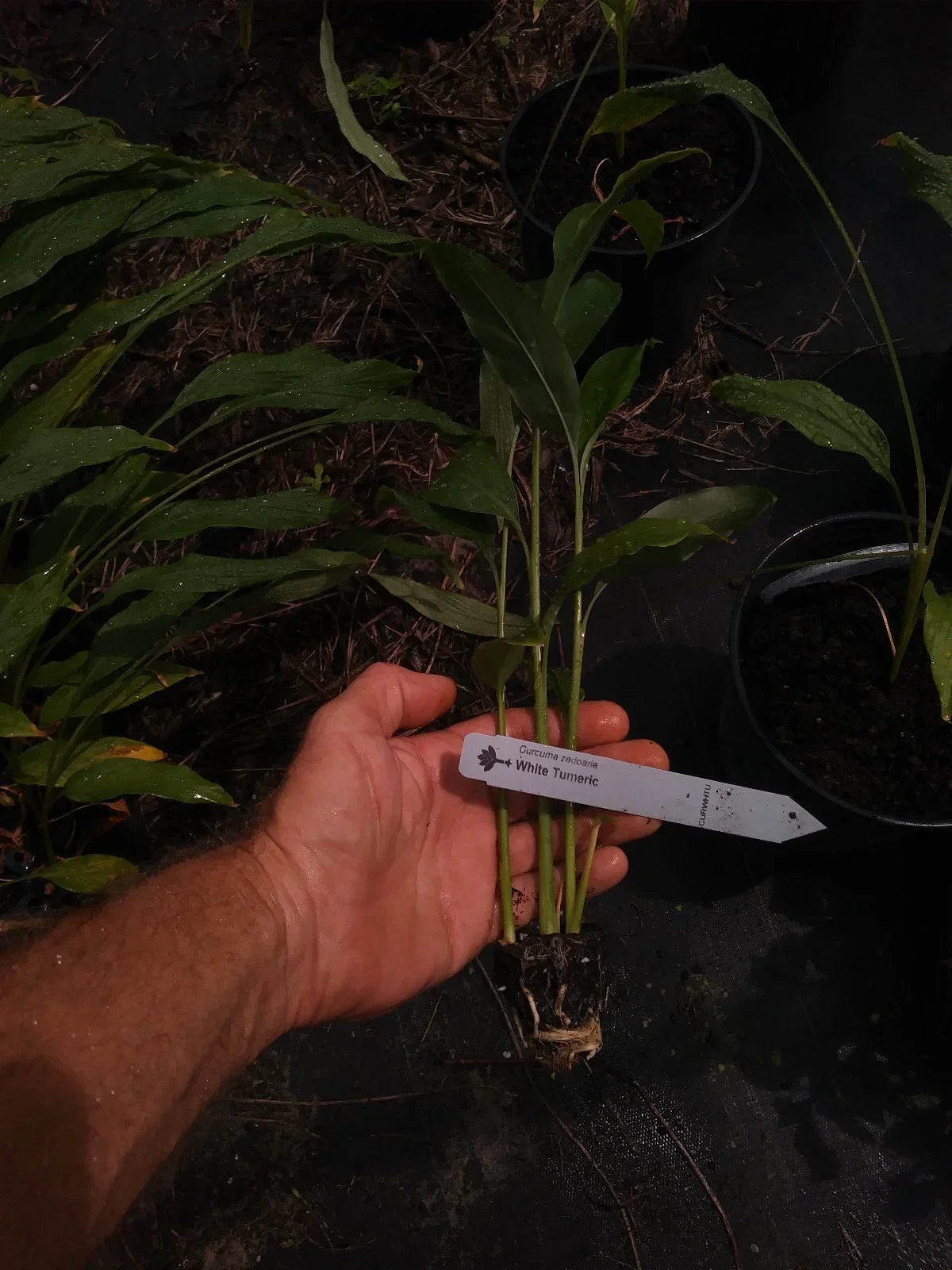 White Turmeric Plant - Curcuma longa - Edible, Pesticide-Free, Rare Perennial Roots
