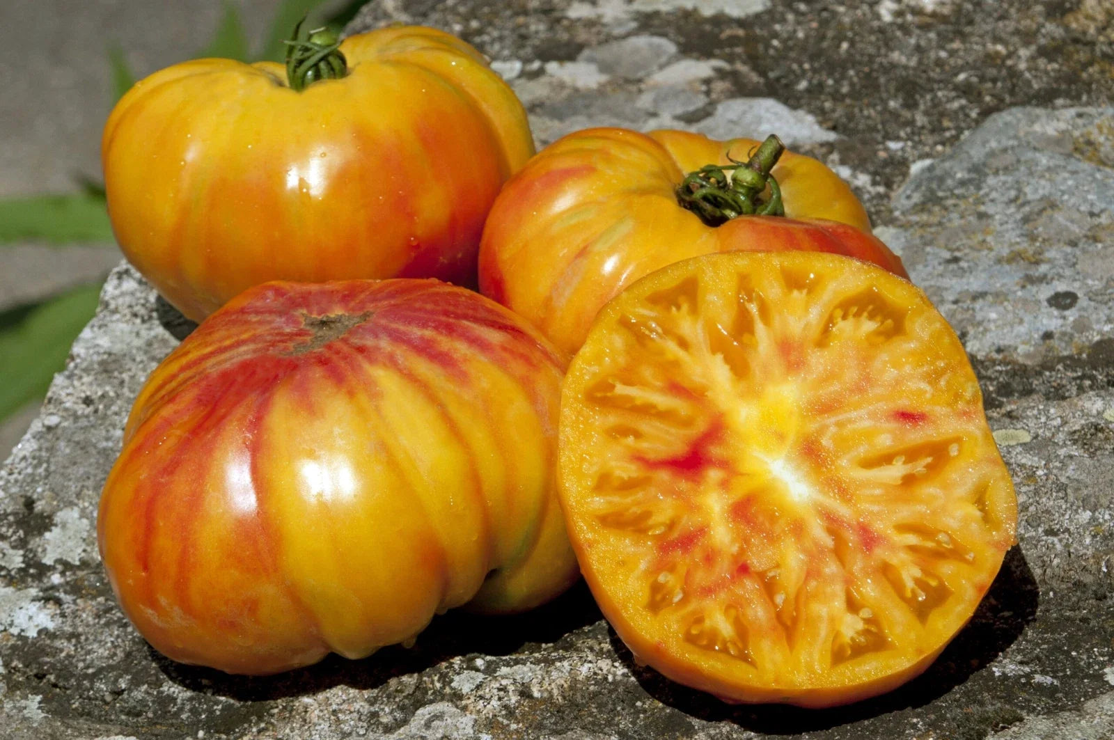 Buffalosun Organic Hybrid F1 Tomato Seeds – Heirloom Solanum lycopersicum, 120 Seeds for Garden & Container Growth