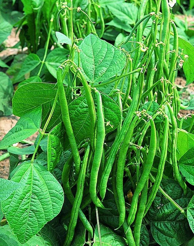 Valentino Green Bean Seeds 100+ - 55 Days to Harvest - Dark Green Pods - Phaseolus vulgaris