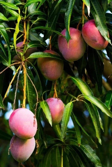 Dwarf Mango Tree Live Plant, 10-14 in, Sweet Variety, Well-Rooted, Mangifera indica