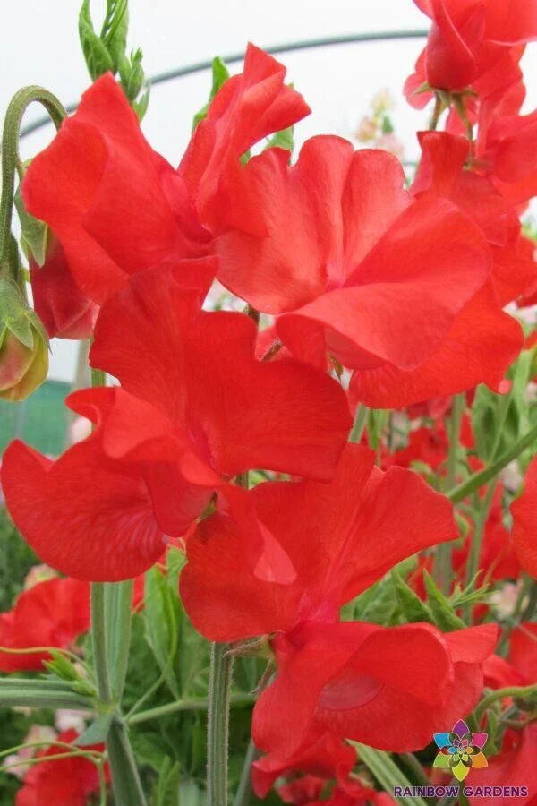 Sweet Pea Seeds - 50+ Dave Thomas Variety - Lathyrus odoratus - USA Garden Seeds