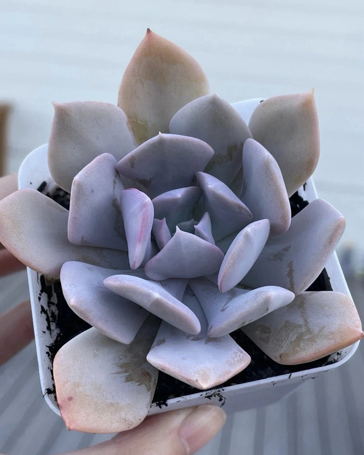 Rare Echeveria Misty Lilac Succulent 2-Inch Live Plant for Home Decor, Gift, Indoor Plant