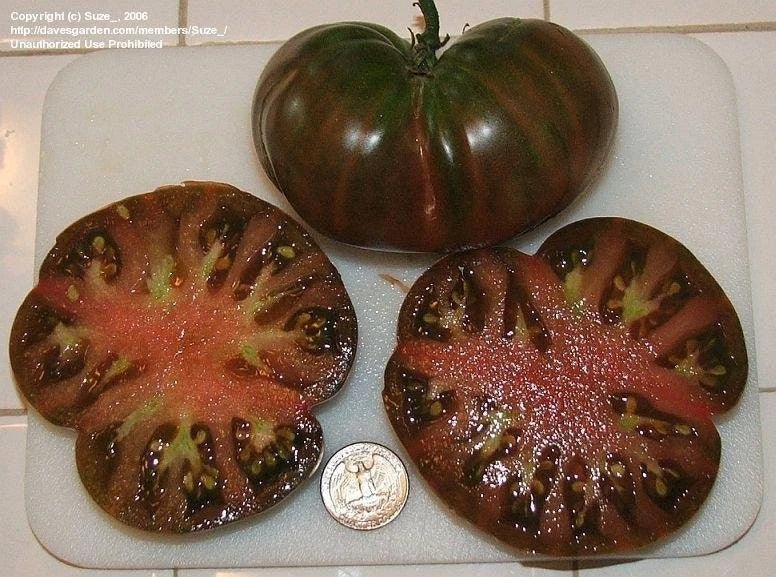 Black From Tula Tomato Seeds - 10+ Heirloom Non-GMO Rare Variety