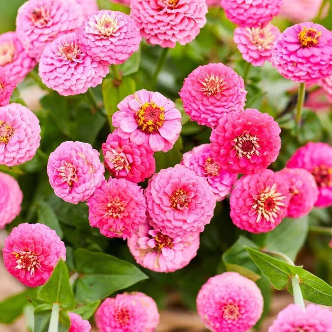 Lilliput Rose Zinnia Seeds - 100+ Pack for Garden, Zinnia elegans, Vibrant Rose Flowers, Easy to Grow, Full Sun, USA Free Shipping