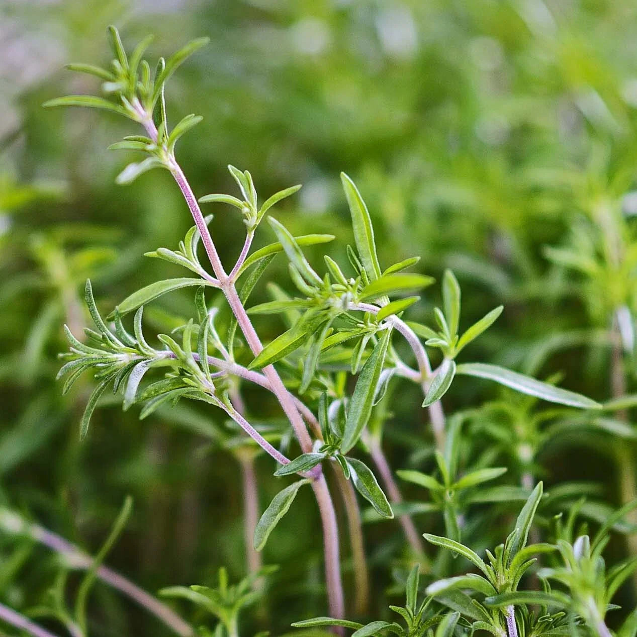 Summer Savory Herb Seeds - Bulk 200-64,000 Heirloom Satureja hortensis for Cooking & Gardening