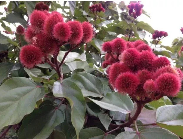 Annatto Seeds - 50+ Count Bixa orellana for Gardening | Annato, Achille, Achiote