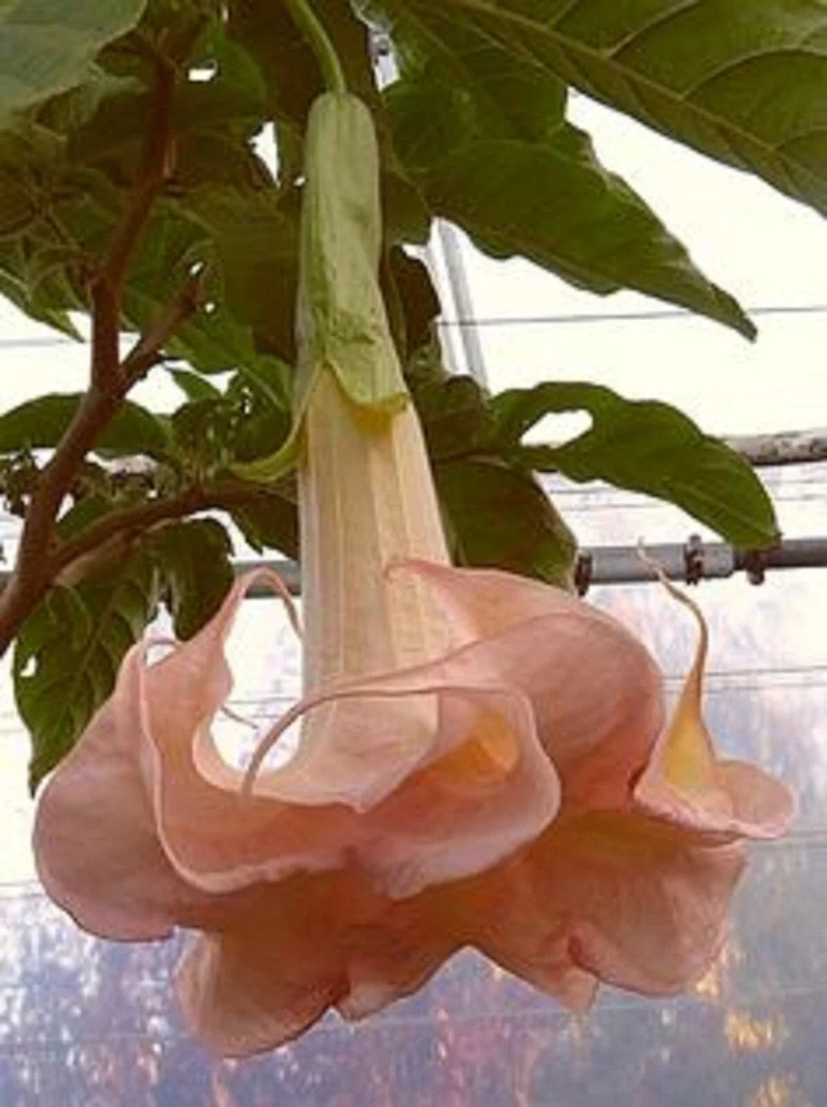 Cantaloupe Angel Trumpet Seeds - Brugmansia Datura Exotic Flower Seeds for Garden, Container, Landscape, Pollinator Attracting, 10 Pack