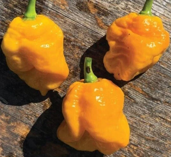 Yellow Tobago Scotch Bonnet Pepper Seeds - 20 Fresh Capsicum chinense Seeds for Spicy Caribbean Cuisine