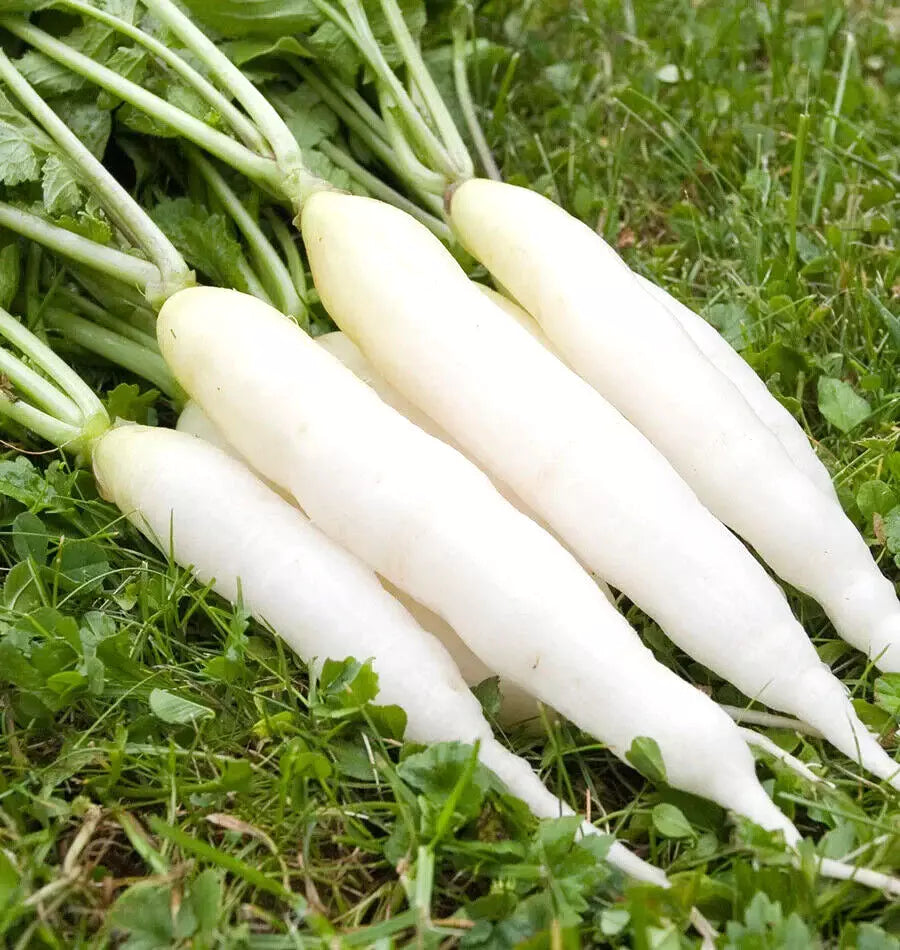 Radish White Icicle Seeds - 425 Count - Fast Growing Non-GMO - GroCo USA