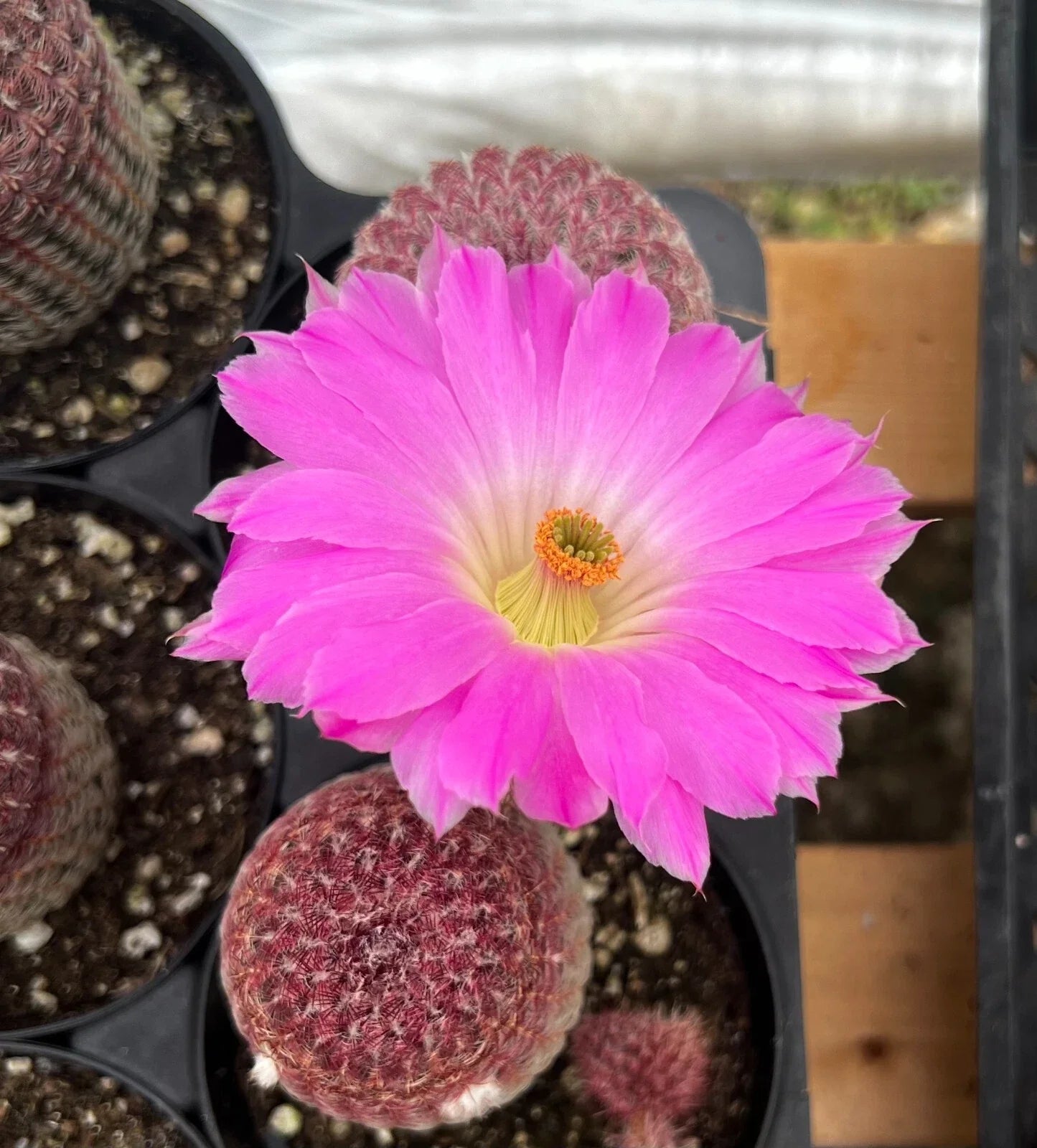 Arizona Rainbow Cactus Live Plant 4" Pot Echinocereus rigidissimus var. rubrispinus Pink Cactus for Indoor Outdoor Garden