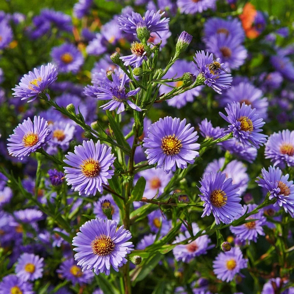 Aster Daisy Seeds Pack - 200+ Symphyotrichum Garden Flower Seeds for Attracting Pollinators, Full Sun, USA Grown