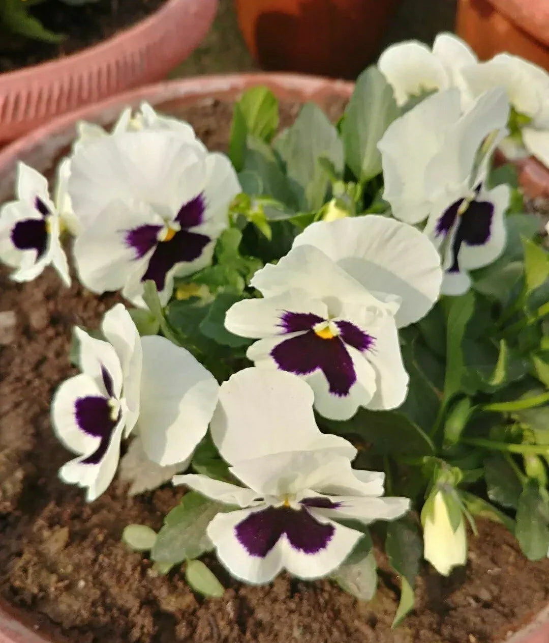 Pansy Flower Seeds - Silverbride Variety, Viola tricolor, 50 Pack, Garden, Border, Container, Blooming, Easy Grow