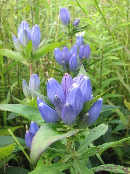 Bottle Gentian Flower Seeds - 100 Seeds - Gentiana andrewsii - Blue Perennial Wildflower Seeds for Garden Planting