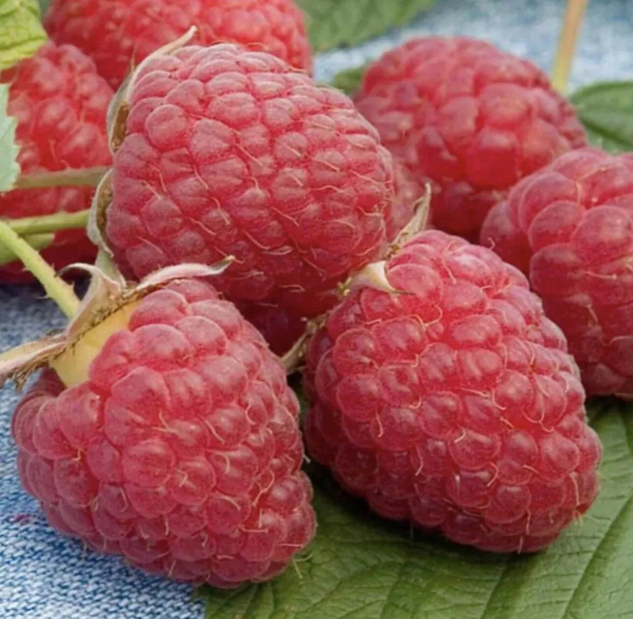 Red Raspberry Bare Root Plants – 5 Live Plants Rubus idaeus for Home Garden, Juicy Fruit, Easy to Grow
