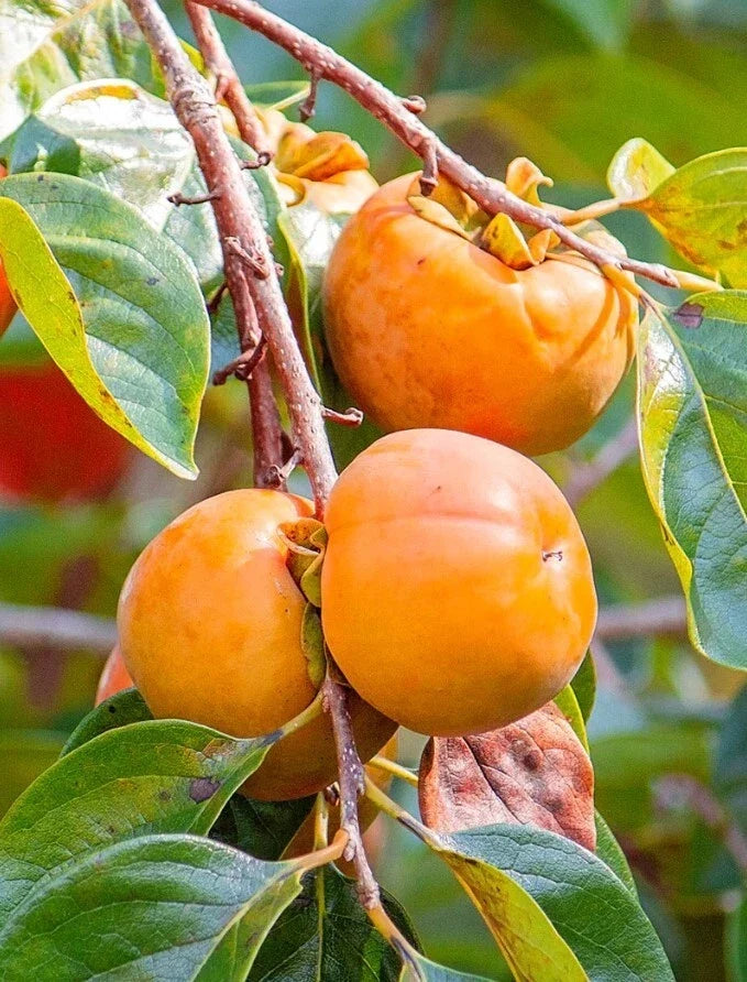 Persimmon Tree Sapling 4-Inch Pot | Diospyros kaki Fruit-Bearing, Small Garden, Honey-Flavored Persimmons