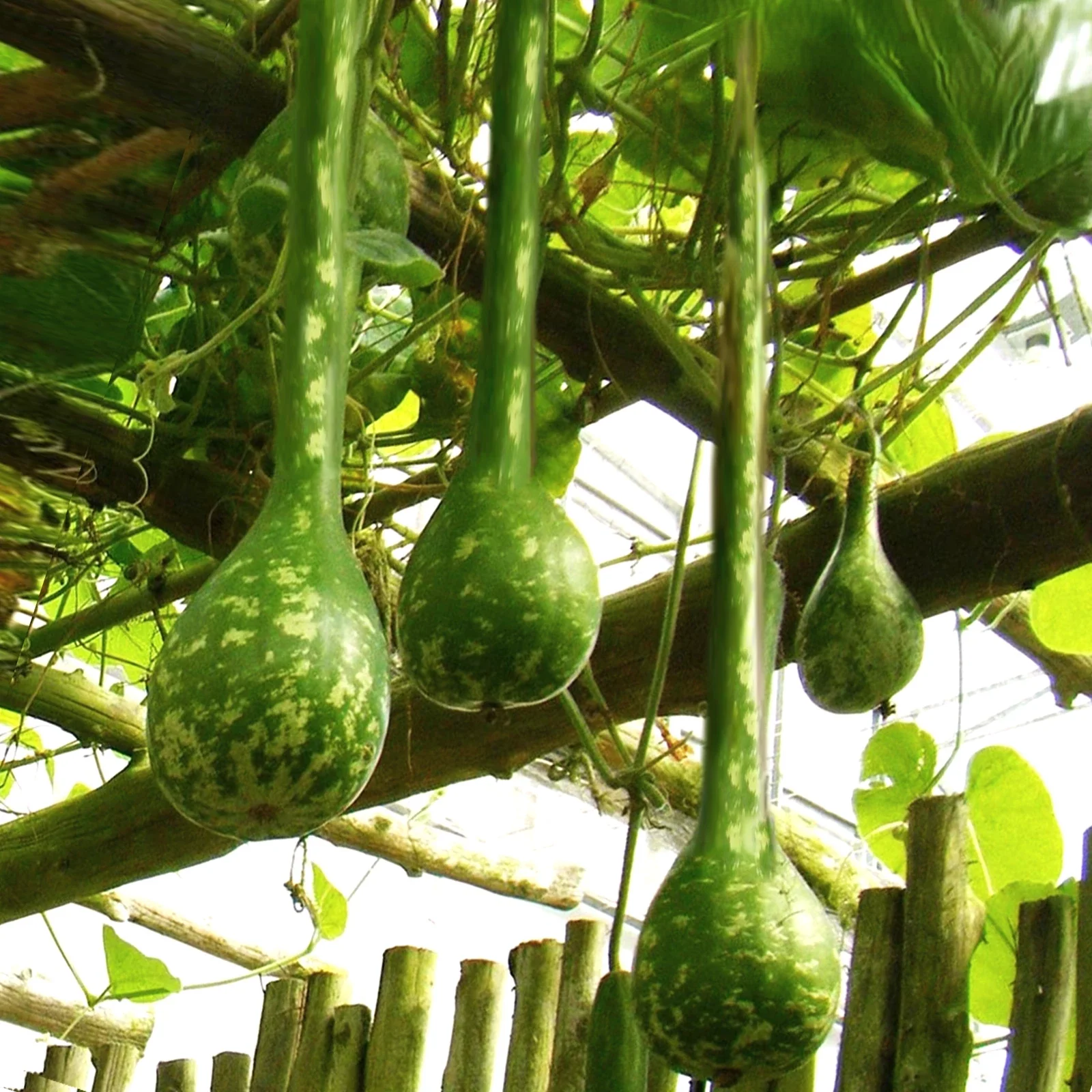 Long-Handled Dipper Gourd Seeds, Ornamental Lagenaria Siceraria, Decorative Gourds for Crafting & Garden, 2025 Planting