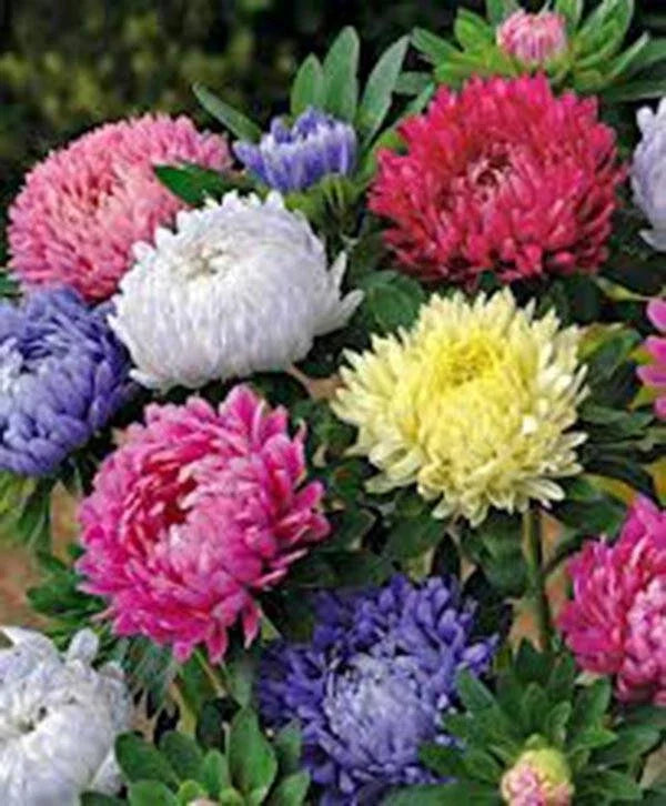 Aster Seeds - 100 Pack - Giants of California - Vivid Blooming Colors - Asteraceae Botanical Seed Collection