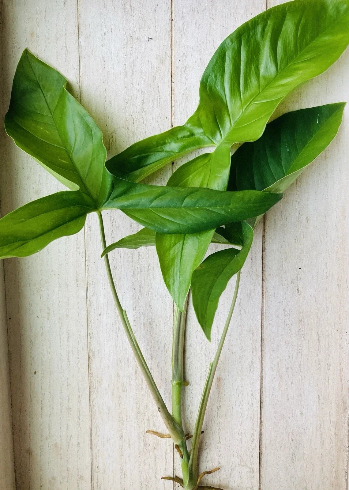 Rooted Arrowhead Plant Cuttings 15 Pack Syngonium podophyllum Indoor Outdoor Houseplant