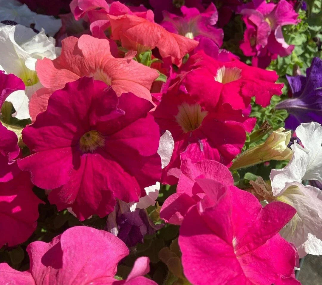 Petunia Seeds - 100 Mix Flower Seeds, Vibrant Colors, Easy to Grow, Annual Blooms, Petunia × hybrida