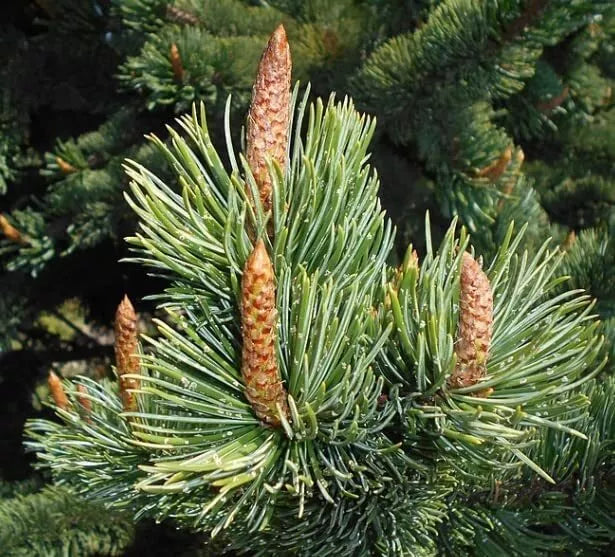 Bristlecone Pine Tree Seeds 30 Pack, Drought-Tolerant Hardy Conifer, Pinus aristata, Rocky Soil Adaptation