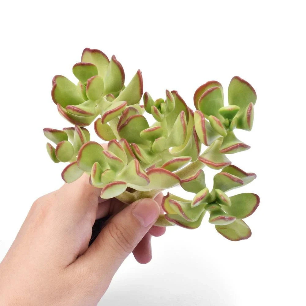 Fresh Sedum Dendroideum Succulent Cuttings - 5 Pack for Fairy Garden, Indoor & Outdoor Decor, Drought-Tolerant, Low-Maintenance
