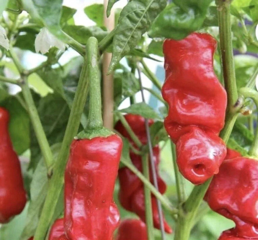 Rare Red Peter Pepper Seeds - Heirloom Capsicum Annuum, Spicy Chili Peppers, 30+ Seeds for Garden & Culinary Use